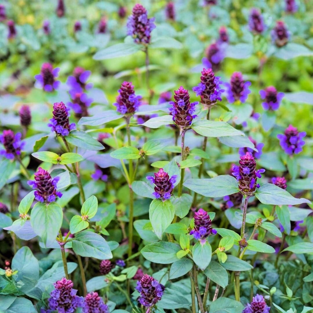 400 Heal All Seeds | Prunella Vulgaris Self Heal Dragon Head Perennial ...