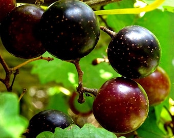 30 semillas de uva moscatel negra noble / Vitis rotundifolia / Vid perenne nativa