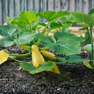 Puede incluir: Primer plano de una planta de calabacín con hojas verdes grandes y varios frutos de calabacín amarillos. La planta crece en tierra oscura, con una valla de madera al fondo. Los calabacines son de un color amarillo vibrante.