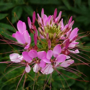 Puede incluir: Primer plano de una flor de Cleome rosa con delicados pétalos y largos y finos estambres. El centro de la flor es de color verde claro, rodeado de vibrantes pétalos rosas. El fondo es un verde oscuro borroso.