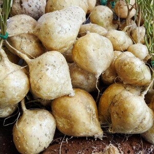 Könnte beinhalten: Nahaufnahme eines Haufens Jicama-Wurzeln. Die Wurzeln haben eine hellbraune Farbe mit einer rauen, strukturierten Haut. Einige Wurzeln haben grüne Stiele. Die Jicamas sind zusammengehäuft, wodurch ein Vollbild entsteht.