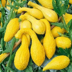 Puede incluir: Primer plano de varias calabazas amarillas con piel texturizada y cuellos curvos. Las calabazas están rodeadas de hojas y tallos verdes, creando un aspecto natural y fresco. Las calabazas varían en tamaño y forma, sugiriendo una variedad de tipos.