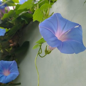 May include: Close-up of morning glory flowers with blue petals and a pink center. The flowers are in full bloom, with green leaves and vines. The flowers are growing on a light-colored wall.