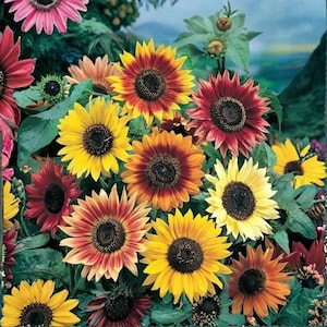 Puede incluir: Una vibrante colección de girasoles en varios colores, incluyendo amarillo, naranja y rojo intenso. Las flores tienen centros de color marrón oscuro y están rodeadas de hojas verdes, creando un colorido arreglo floral.