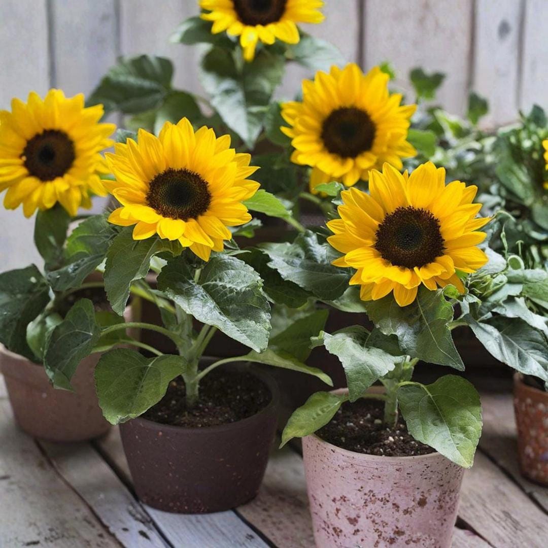 25 Dwarf Sunspot Sunflower Seeds | Compact Helianthus Annuus Garden ...