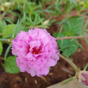 100 Pink Moss Rose Seeds – Portulaca Grandiflora Sun Plant