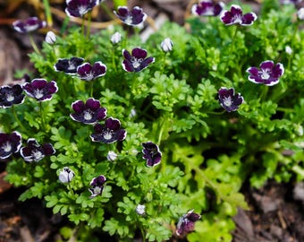 Nemophila Penny Black Seeds – Heirloom Baby Black Eyes Flower
