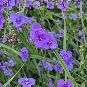 以下が含まれることがあります： 鮮やかな紫色のムラサキツユクサの花のクローズアップ。黄色の雄しべが特徴で、緑の草と葉を背景にしています。この画像は、野生の花の繊細な花びらと自然の美しさを表現しています。