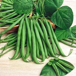 Op de afbeelding: Close-up van verse sperziebonen en groene bladeren. De bonen zijn lang en slank, met een lichte kromming. De afbeelding toont de textuur en kleur van de bonen. Een gezonde en natuurlijke voedselbron.