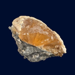 Orange Sunburst Calcite Fossil Clam Shell | Rucks Pit Florida | Museum Discovery Crystal Specimen