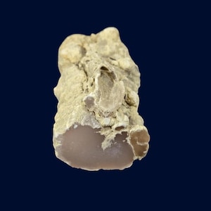 Nevada Petrified Wood Limb Cast Fossil from Lovelock Chalcedony Filled Display Specimen