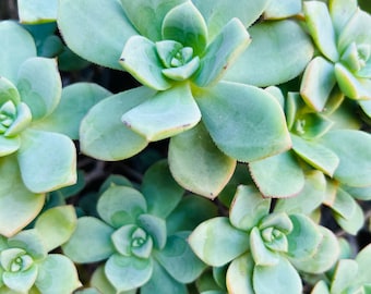 Esquejes de Aeonium Haworthii Pinwheel: Roseta de 2-3 pulgadas **Más esquejes misteriosos GRATIS**