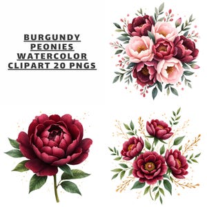 Burgundy Peonies Watercolor Clipart Set – 20 Transparent PNG Floral Illustrations for Wedding Invitations & Branding