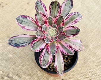 Aeonium 'V' Variegado, 10 cm, bien enraizado, planta suculenta rara con franjas de color púrpura oscuro en los bordes.