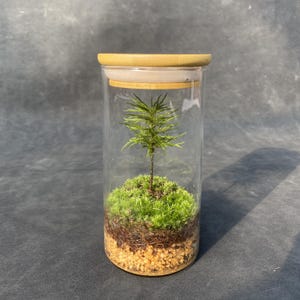 Closed Tree Moss Terrarium, Firmly Established Terrarium Kit, H 5'' Glass Bottle