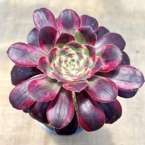 May include: A close-up of a succulent plant with dark purple and magenta leaves. The centre of the plant is light green and cream-coloured. The plant is in a small blue pot. The leaves are thick and fleshy.