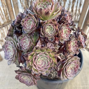 Aeonium 'Halloween' Variegated | Linear Variegation Thread Stripes - 8'' Cluster Compact Rosette, Rare Live Succulent