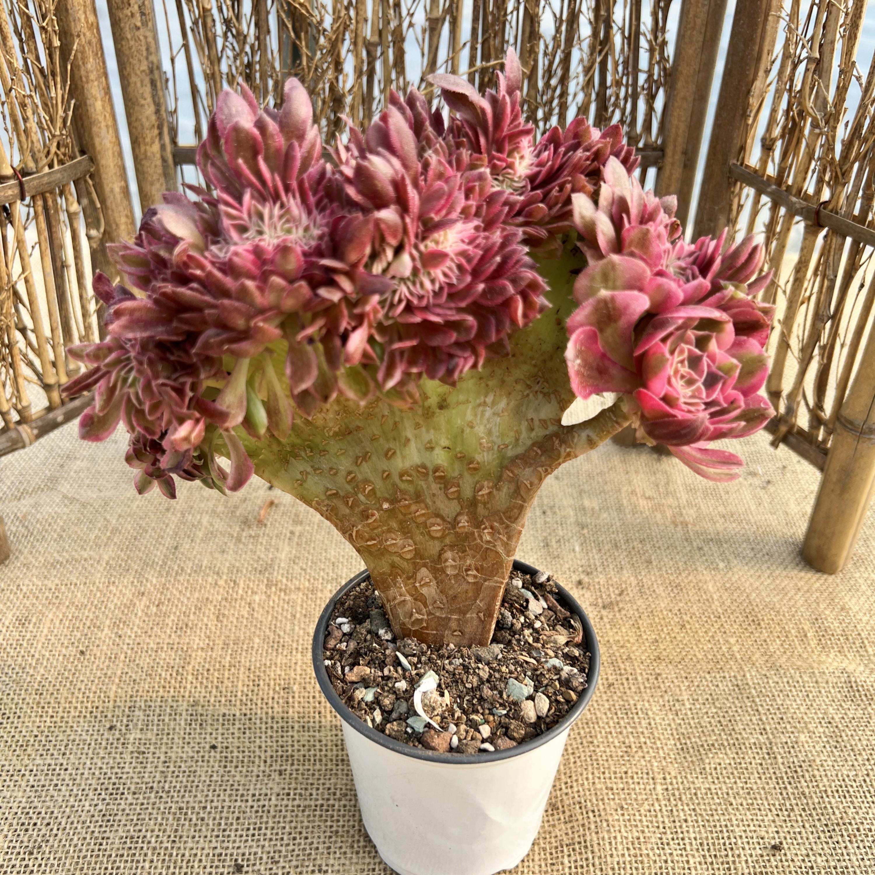 Aeonium pink witch - Etsy 日本