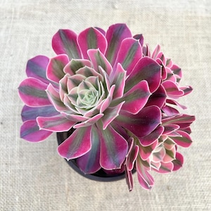 Aeonium pink witch - Etsy 日本
