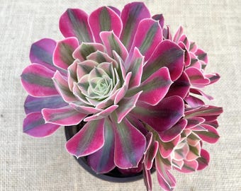 Aeonium 'Pink Witch' - 5 '' Cluster (3-5 Köpfe), seltene bunte Sukkulente