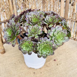May include: A potted succulent plant featuring multiple rosettes with light green centers and dark purple, mottled edges. The plant is housed in a plain white plastic pot, displaying a dense, clustered growth pattern with visible woody stems.