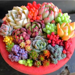 May include: A vibrant arrangement of colorful succulents in a red pot. The succulents display a variety of hues, including green, red, orange, yellow, and purple. The arrangement is densely packed, showcasing the diverse textures and shapes of the plants.