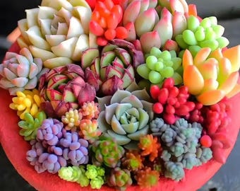 2 pouces de plantes succulentes colorées, livraison avec racines nues, facile à cultiver, cadeau pour jardinière succulente