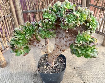 Crested Aeonium canariense (dwergvorm kanarie-aeonium) - 6'' geworteld, volledig 3 jaar, zeldzaam succulent