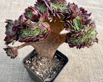 Aeonium crestado 'Yuzi' - 5'' Bien enraizado, suculenta variegada rara
