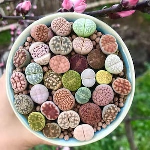 May include: A collection of colorful living stone plants, also known as Lithops, in a light blue ceramic pot. The succulent plants display a variety of colors and patterns, including green, pink, brown, and gray. The pot is filled with small pebbles.