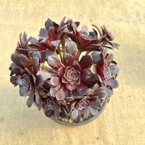 Pode incluir: Uma planta suculenta de cor bordô escuro com múltiplas rosetas de folhas carnudas e pontiagudas dispostas numa formação densa e agrupada. A planta apresenta tons de roxo profundo e preto por toda a sua folhagem.