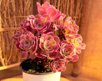 Aeonium 'Pink Witch', 4.5 Inch Rosette, Rare Pink Variegated Tree Aeonium, Live Well‑Rooted Collector Succulent Plant