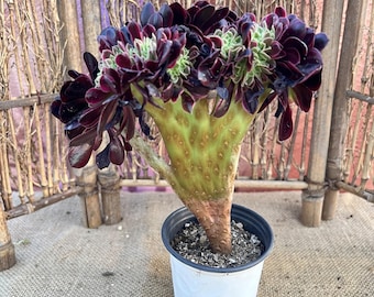 Aeonium Medusa crestado - 15 cm, completamente enraizado, 3 años, suculenta variegada rara.