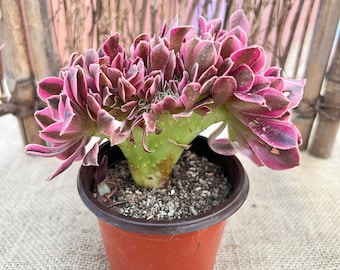 Aeonium crestado 'Pink Witch' - 10 cm, bien enraizado, suculenta crestada variegada poco común.