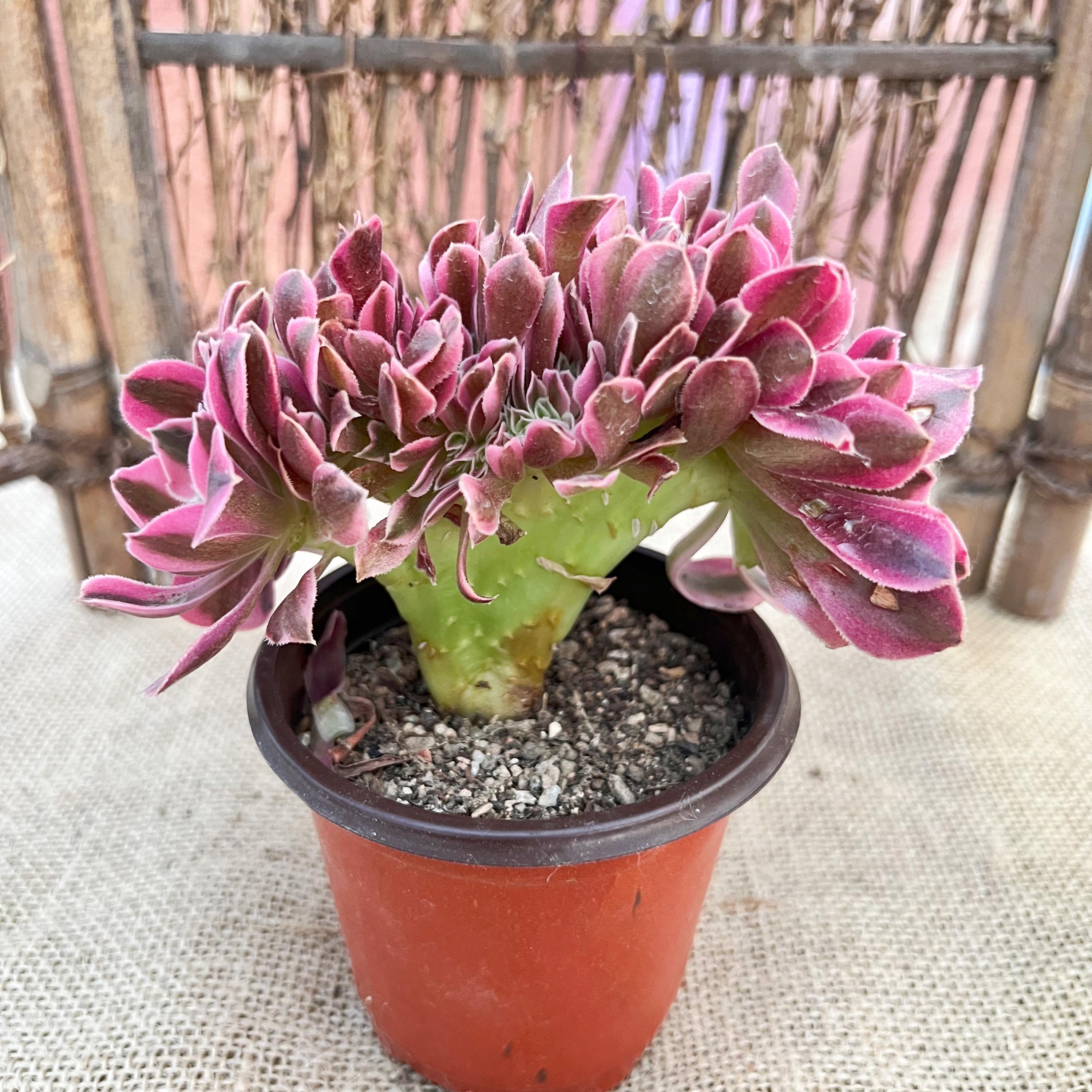 Crested Aeonium 'pink Witch' - 4'' Well Rooted, Rare Variegated