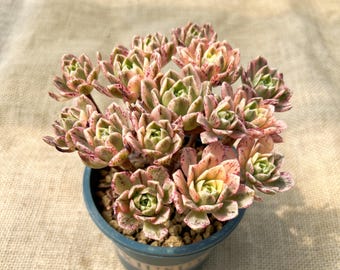 Aeonium 'Sweet Tea' - 4'' Cluster, Rare Variegated Succulent