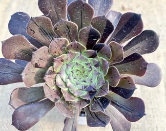 4” Haworthia Cooperi Obtusa / Indoor Low Light Succulent - Etsy 日本