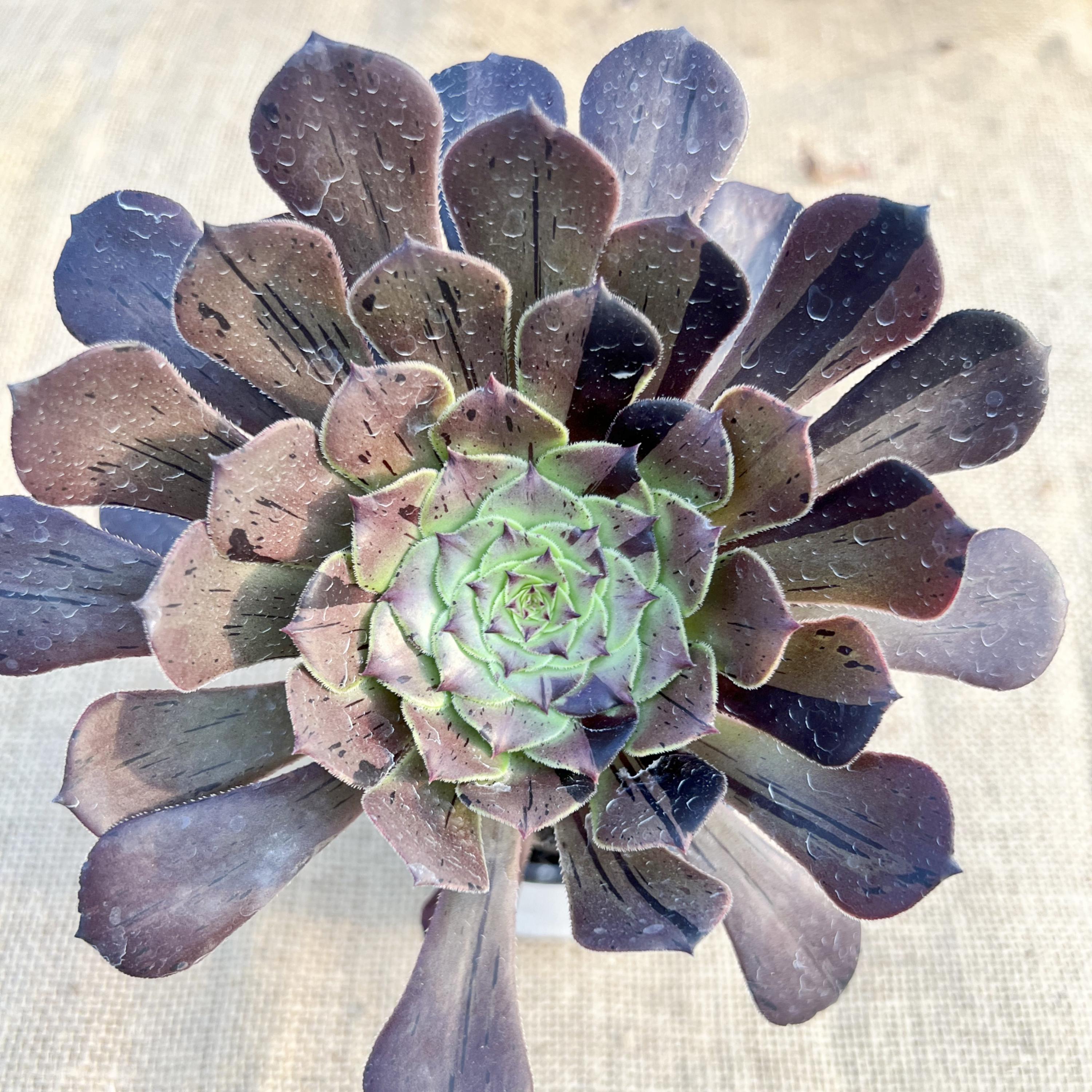 Aeonium big bang - Etsy 日本