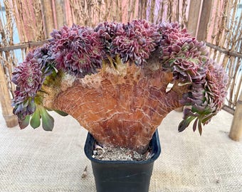 Aeonium 'Halloween' f. Cristata - 15 cm rotad, 3 år gammal, sällsynt suckulent med kam