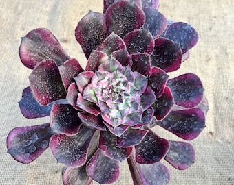 Aeonium 'Straight Flush'- New Mutant Derived From Aeonium granet- 4'' Rooted, Rare Succulent
