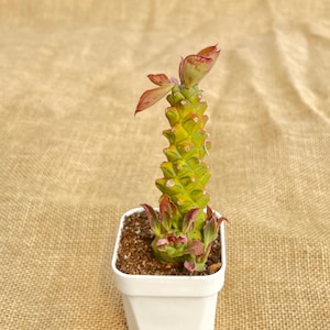 Monadenium Ritchiei - Etsy