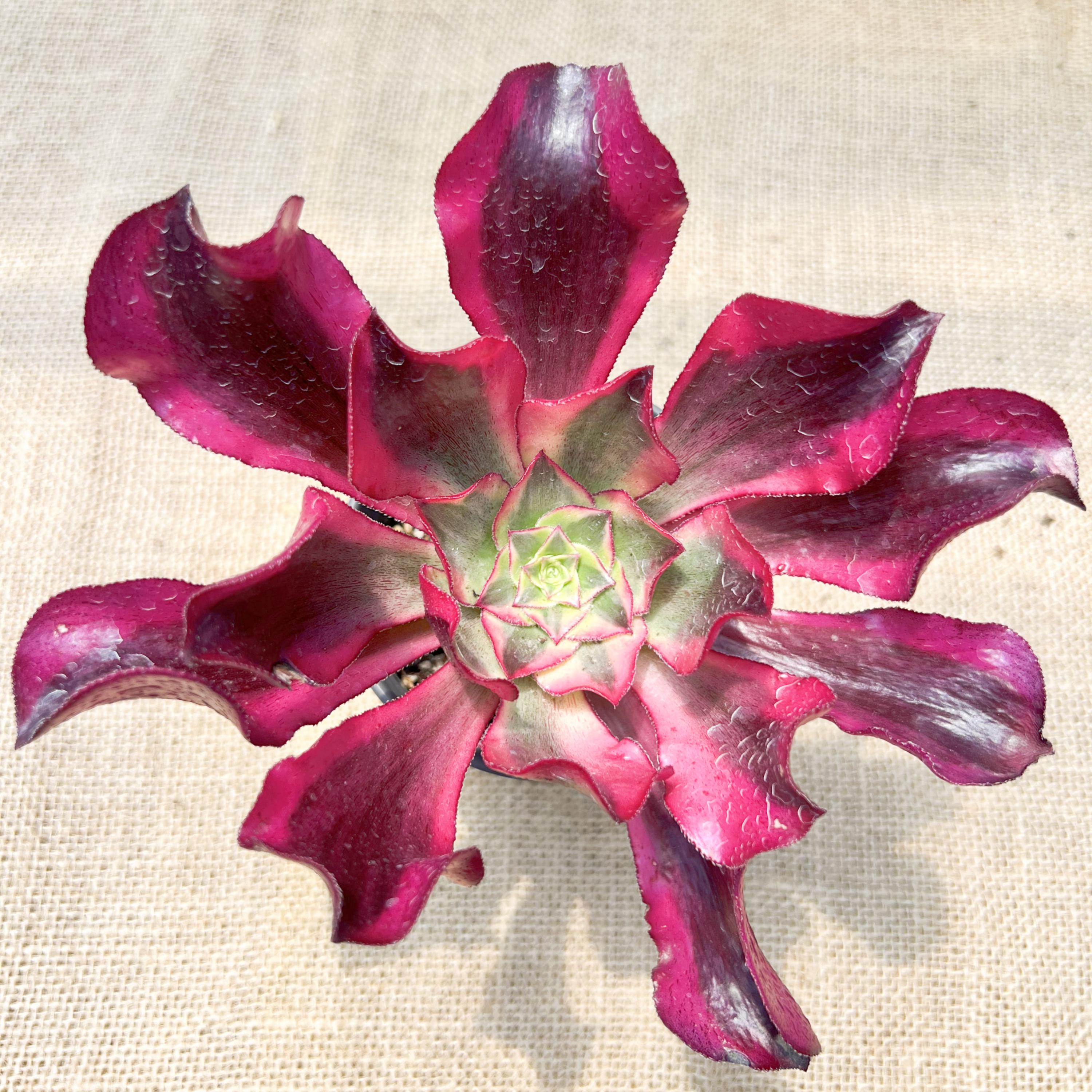 Aeonium phantom - Etsy 日本