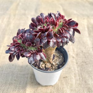 Aeonium 'Medusa' Crested - 4 '' breiter, seltener bunter Cristatt Sukkulenter alter Stiel