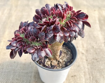 Aeonium 'Medusa' Crested - 4 '' breiter, seltener bunter Cristatt Sukkulenter alter Stiel