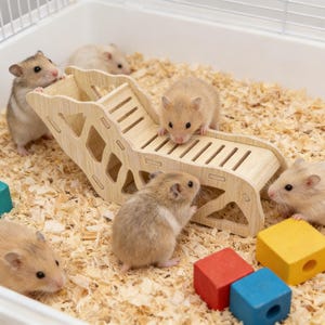 Puede incluir: Varios hámsteres pequeños en una jaula con una estructura de juego de madera. Los hámsteres de color marrón claro y blanco interactúan con la estructura de madera clara, que tiene una rampa y varios niveles. Bloques de madera de colores en la base.