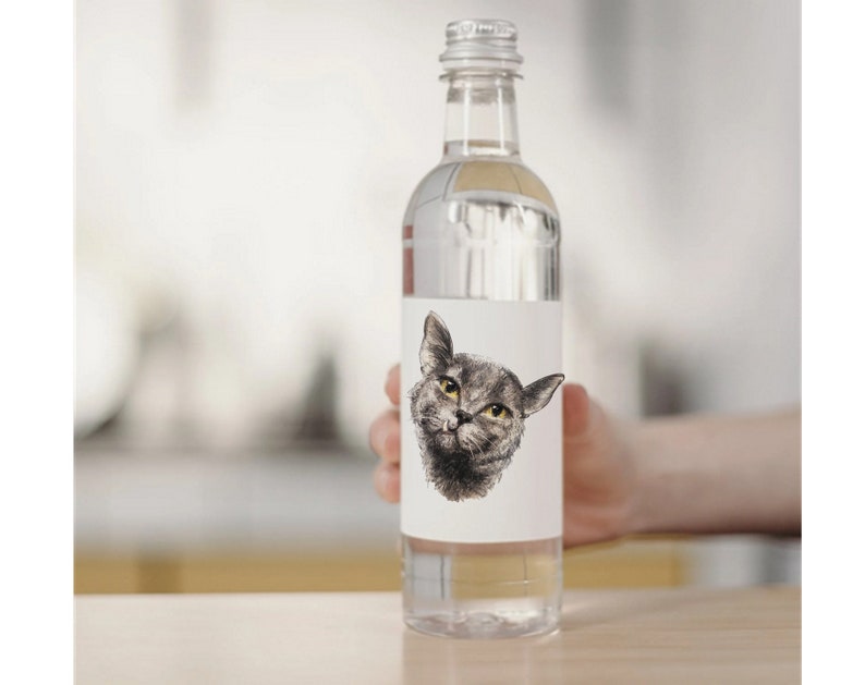 Funny Cat PNG Clip Art Commercial Use Funny Cat Clipart - Etsy