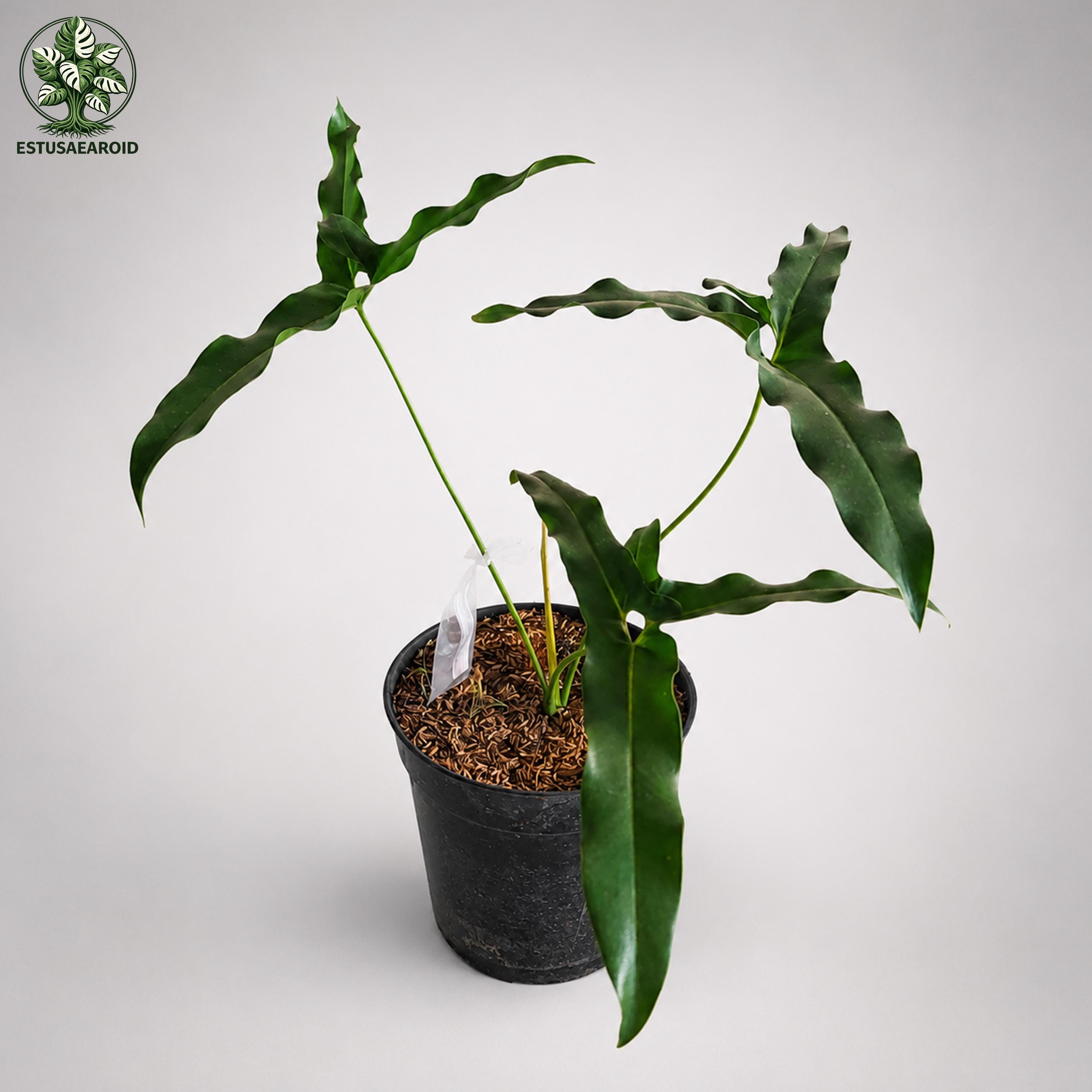 Angela philodendron - Etsy 日本