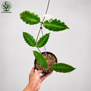 Hoya versteegii - Etsy 日本