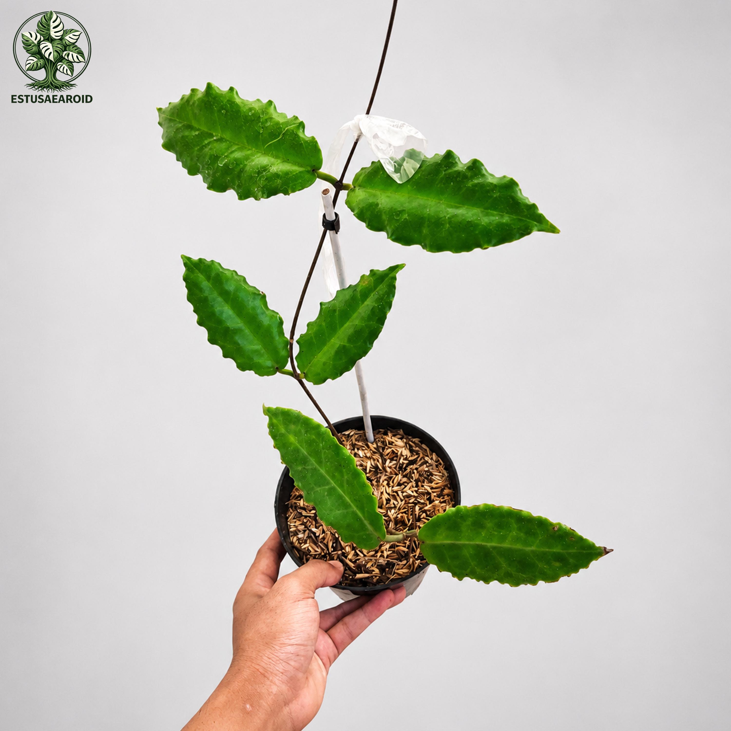 Hoya Versteegii - Etsy
