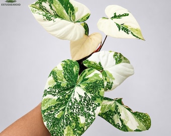 Philodendron Gloriosum Tricolor Galaxy Variegated Beauty Real Picture